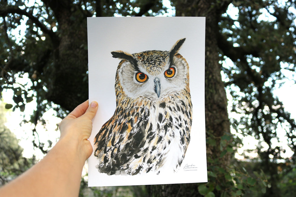 Lámina Buho real A4