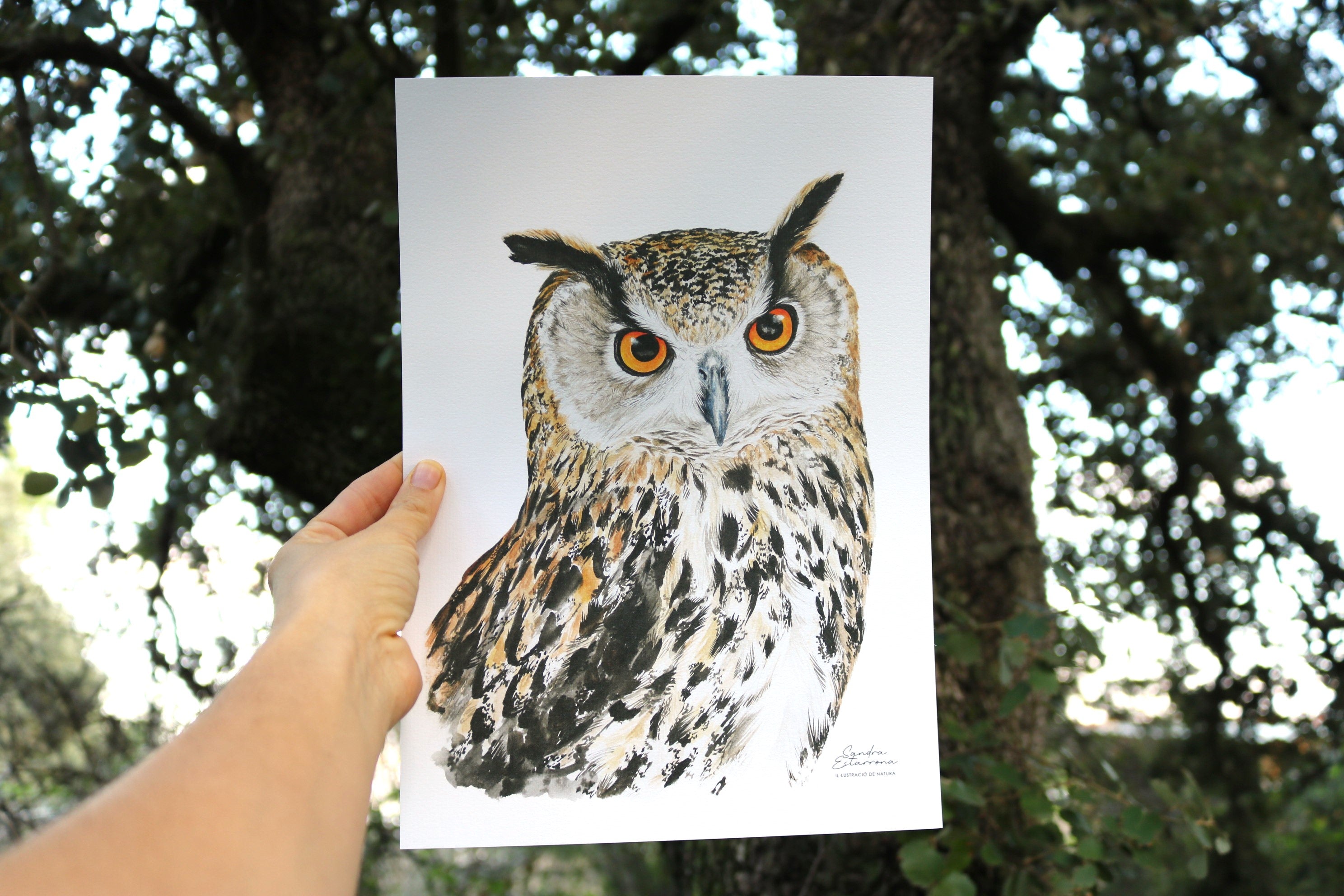 Lámina Buho real A4