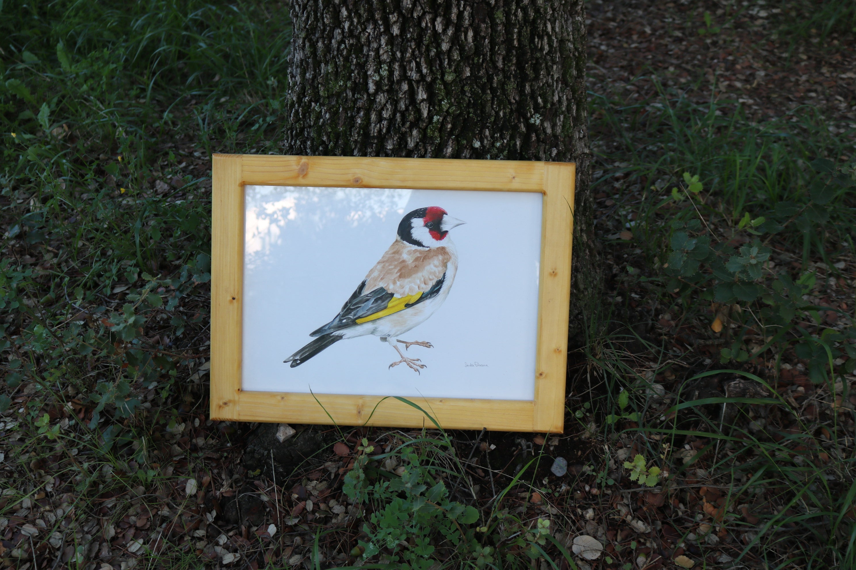 Ilustración original Jilguero