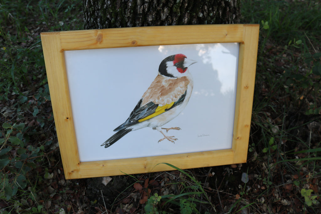 Ilustración original Jilguero