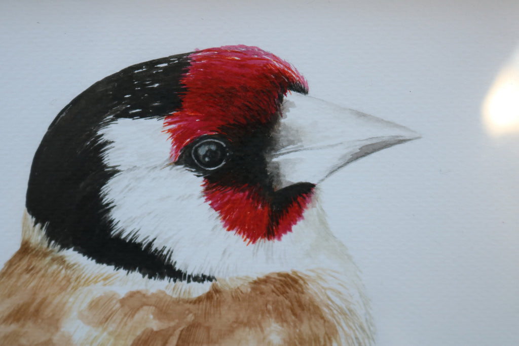 Ilustración original Jilguero