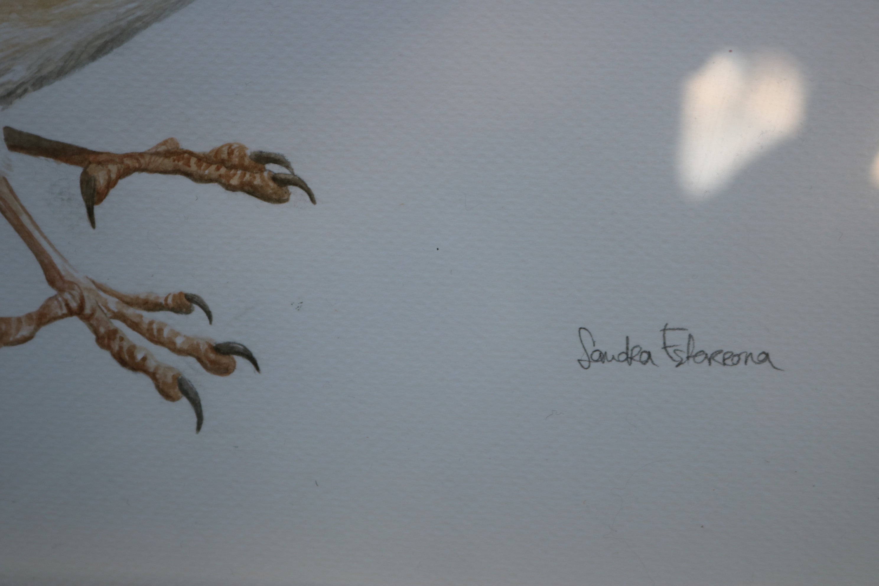 Ilustración original Jilguero