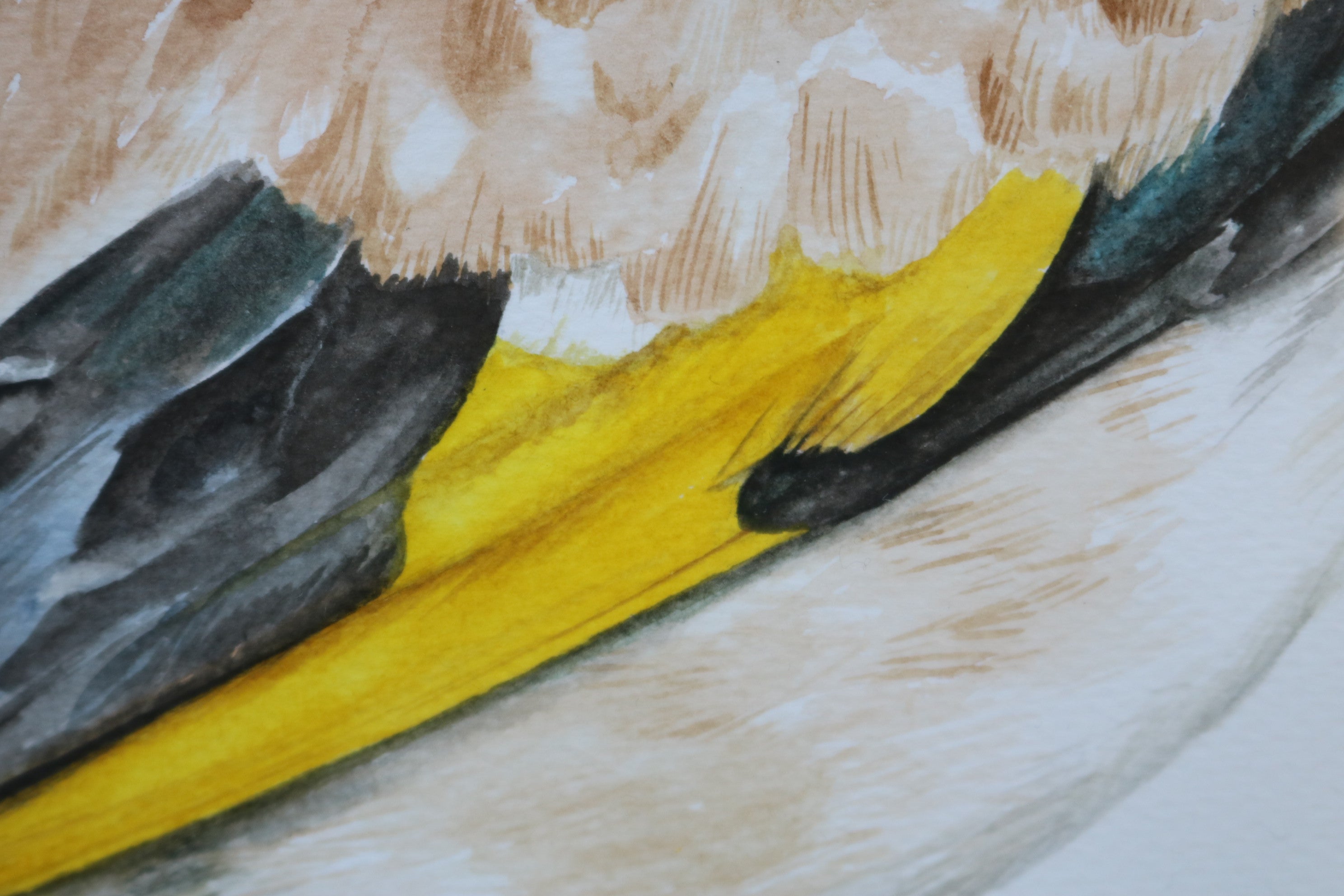 Ilustración original Jilguero