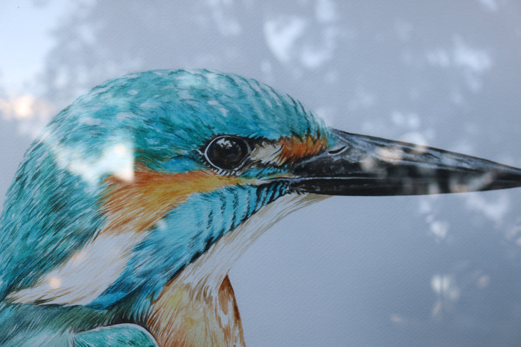 Ilustración original Martín pescador