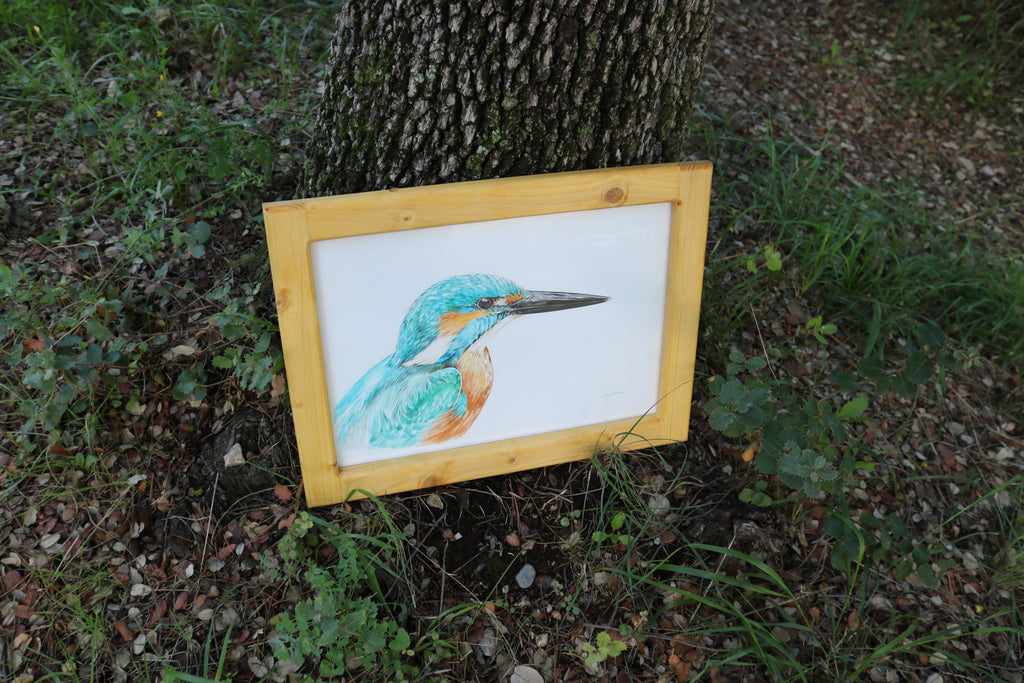 Ilustración original Martín pescador