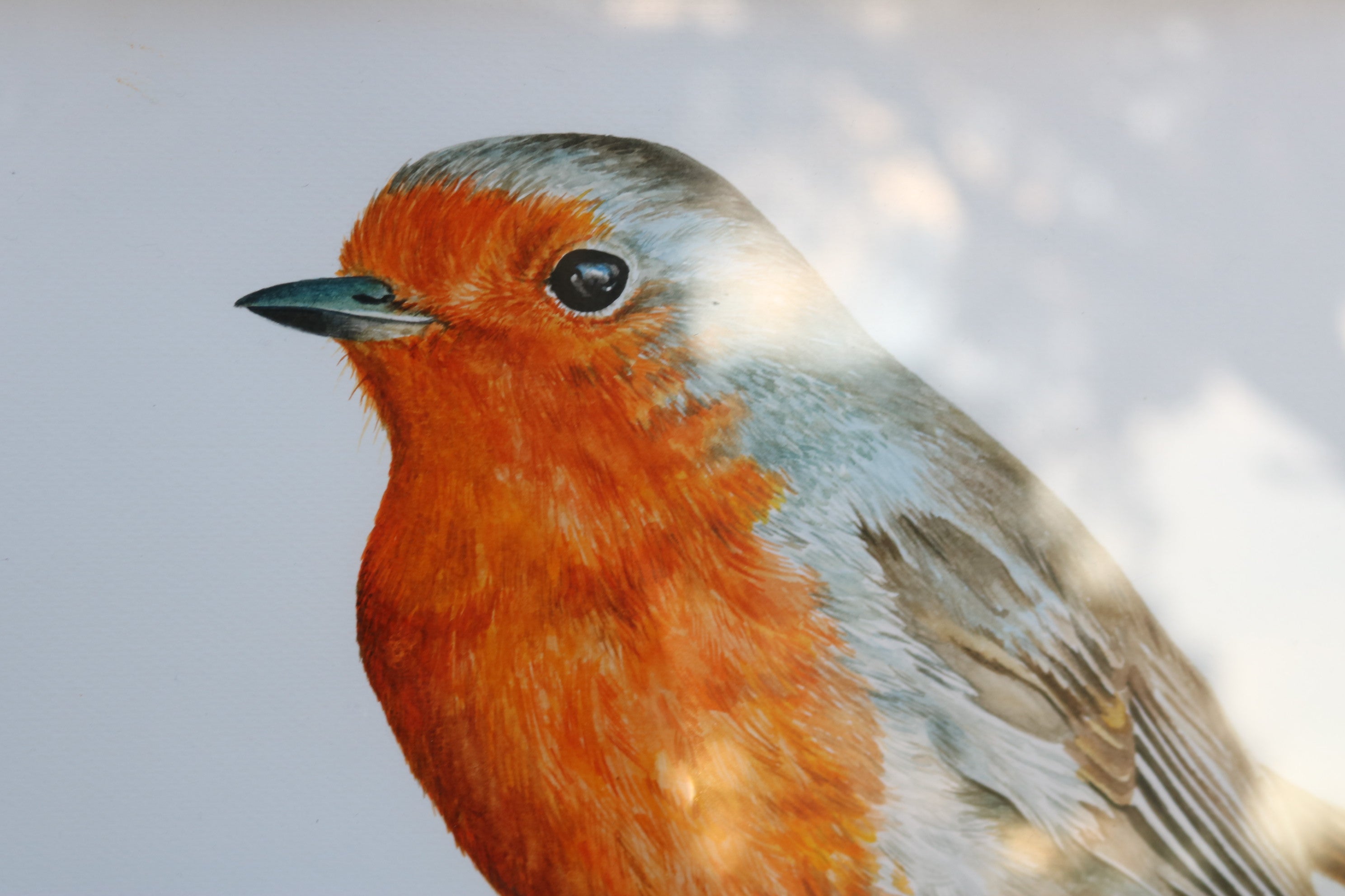 Ilustración original Txantxangorri