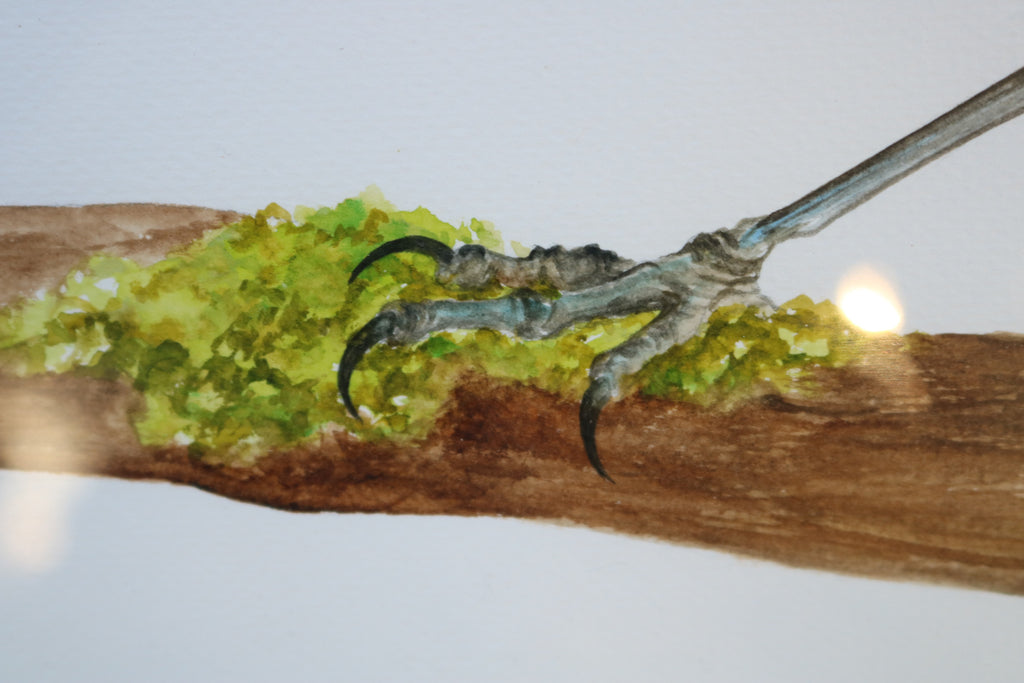 Ilustración original Txantxangorri