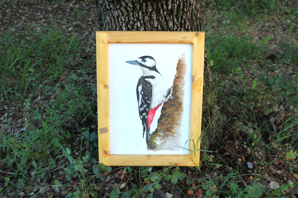 Ilustración original Pico picapinos