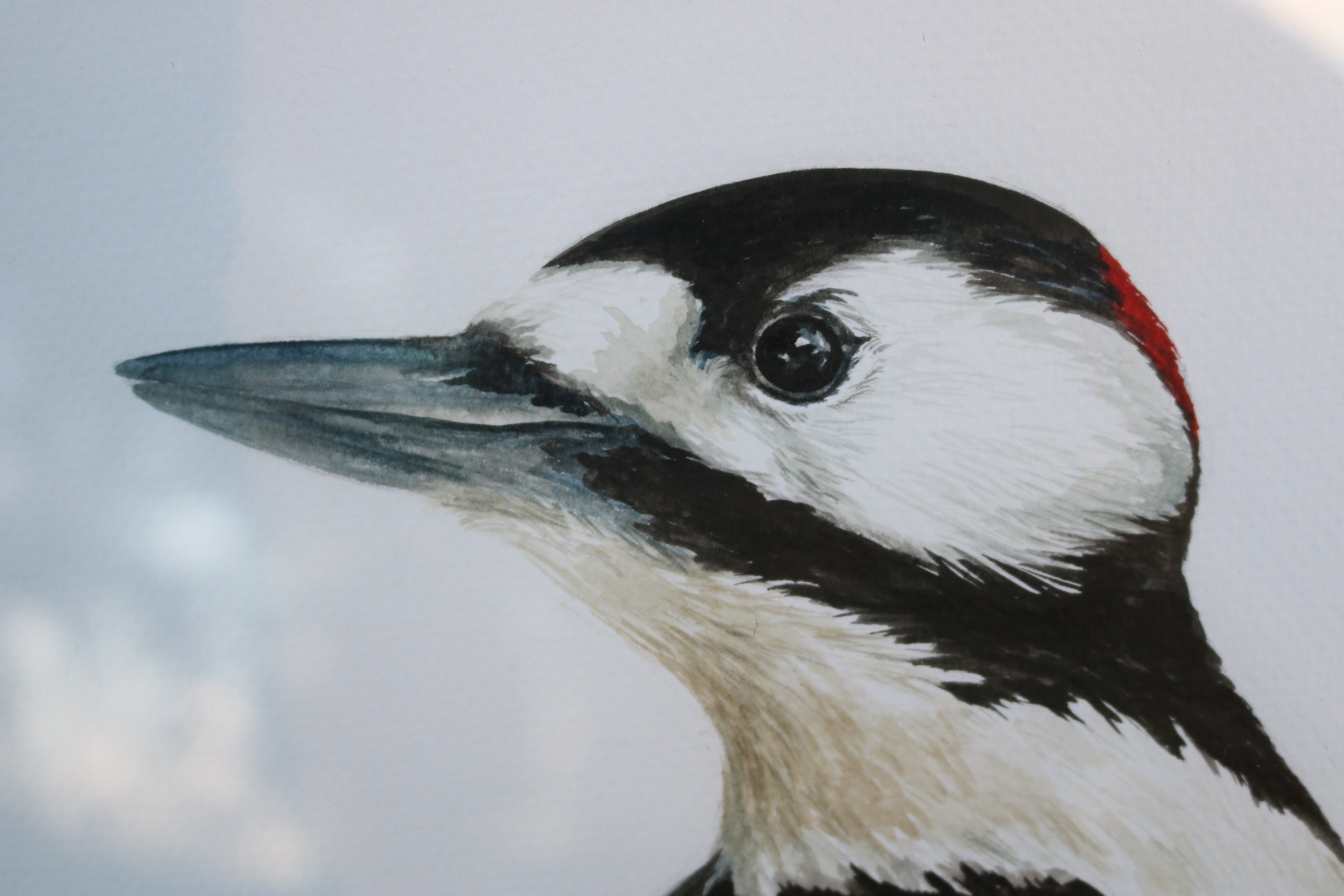 Ilustración original Pico picapinos